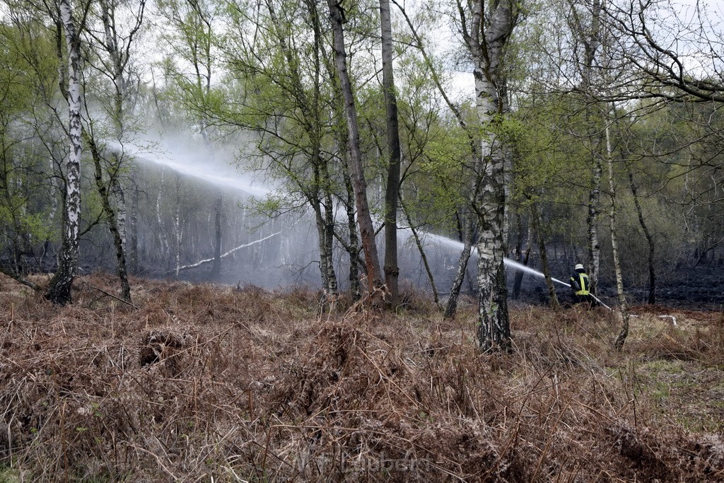 Waldbrand Wahner Heide Troisdorf Eisenweg P112.JPG - Miklos Laubert